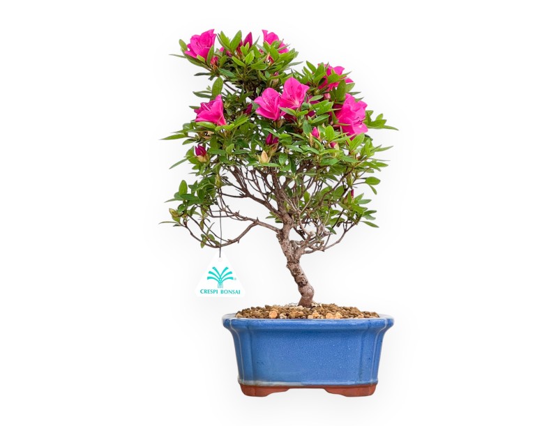 Rhododendron Indicum Hoshi No Kagayaki - Azalée - 35 cm