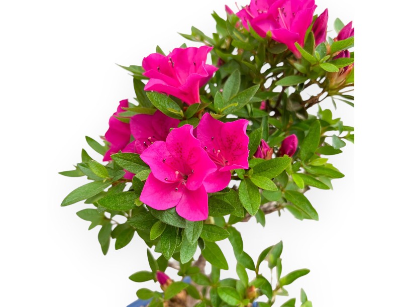 Rhododendron Indicum Hoshi No Kagayaki - Azalée - 35 cm