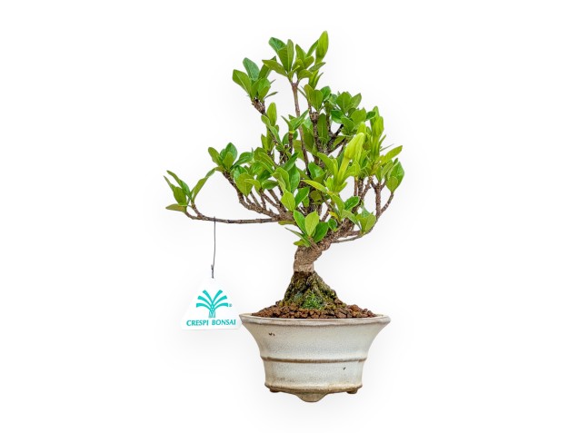 Gardenia Jasminoides - Gardenia - 27 cm