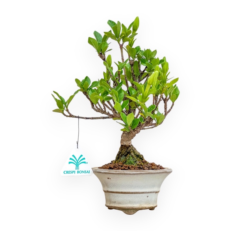 Gardenia Jasminoides - Gardenia - 27 cm