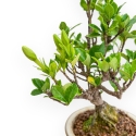 Gardenia Jasminoides - Gardenia - 27 cm