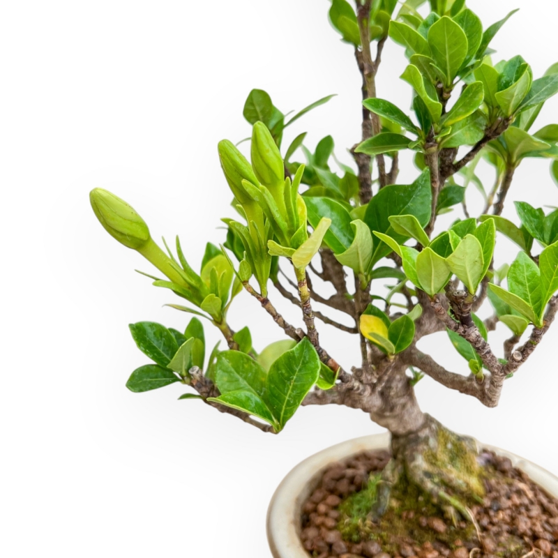 Gardenia Jasminoides - Gardenia - 27 cm