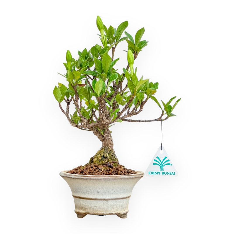 Gardenia Jasminoides - Gardenia - 27 cm