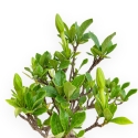 Gardenia Jasminoides - Gardenia - 27 cm