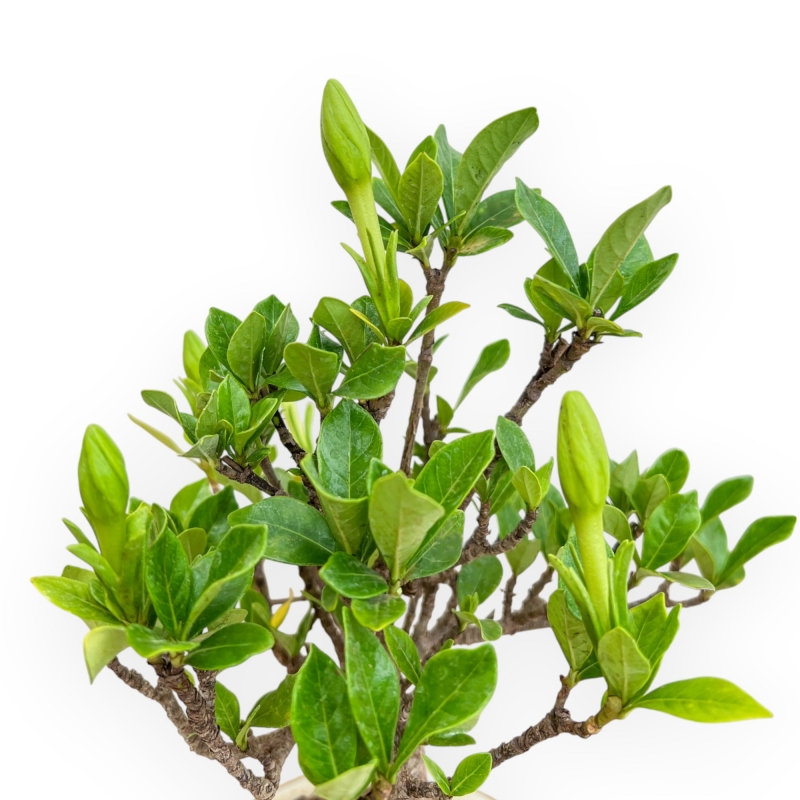 Gardenia Jasminoides - Gardenia - 27 cm