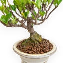 Gardenia Jasminoides - Gardenia - 27 cm