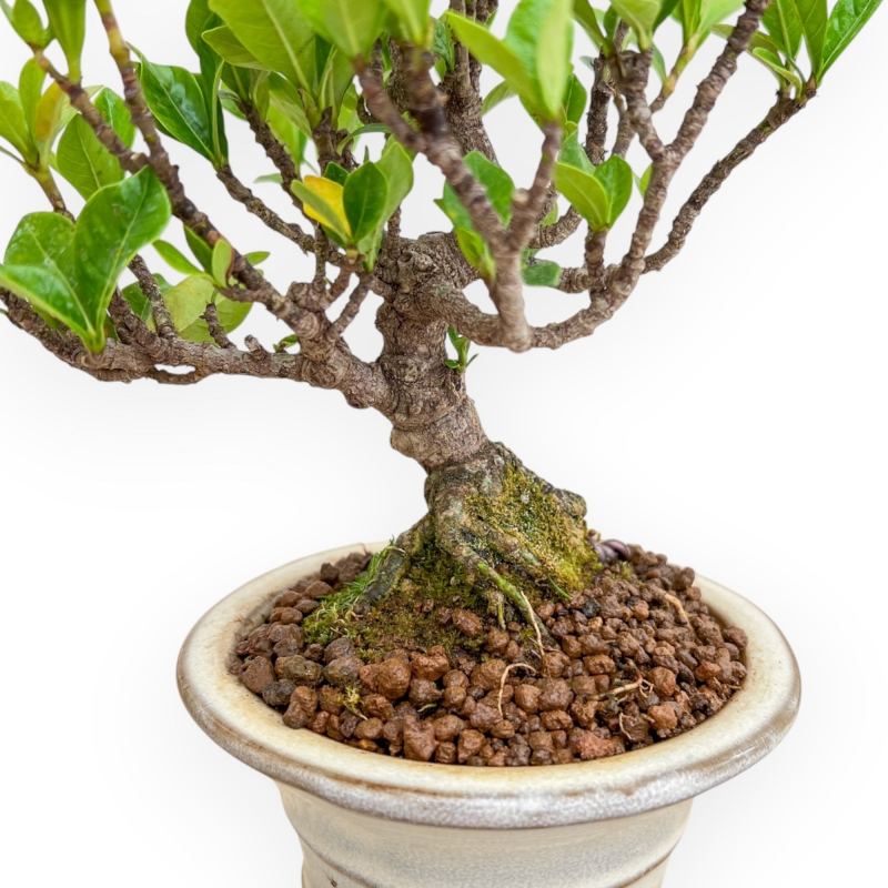 Gardenia Jasminoides - Gardenia - 27 cm