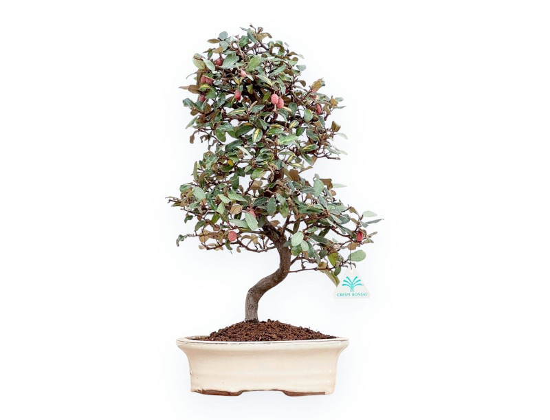 Elaeagnus Pungens - Silverthorn - 47 cm