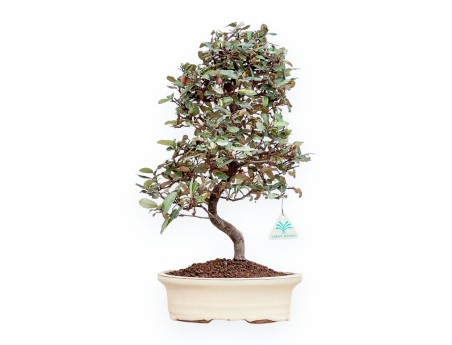 Elaeagnus Pungens - Silverthorn - 47 cm
