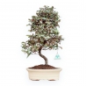 Elaeagnus Pungens - Olivagno Pungente - 47 cm