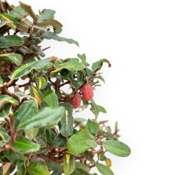 Elaeagnus Pungens - Olivagno Pungente - 47 cm
