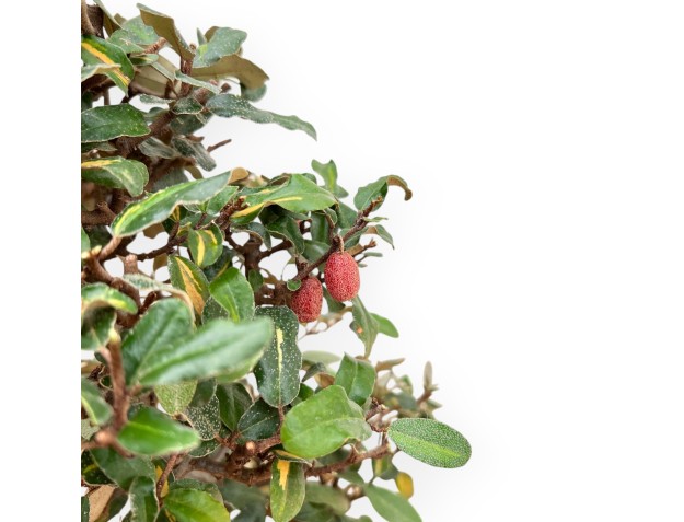 Elaeagnus Pungens - Stekelige Olijf - 47 cm 2