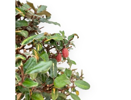 Elaeagnus Pungens - Silverthorn - 47 cm