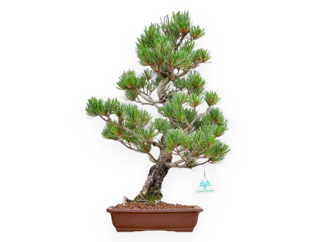 Pinus Pentaphylla - Den - 49 cm