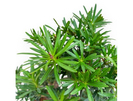 Podocarpus Macrophylla - Podocarpo - 42 cm