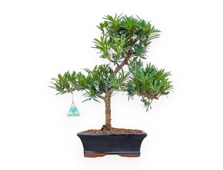 Podocarpus Macrophylla - Podocarp - 42 cm