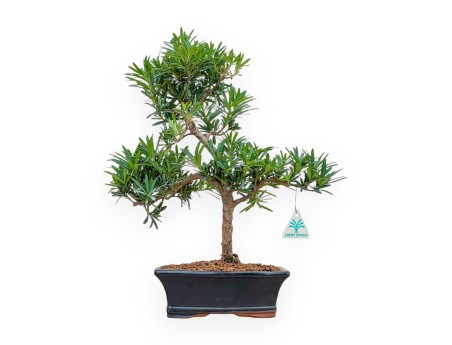 Podocarpus Macrophylla - Podocarpo - 42 cm