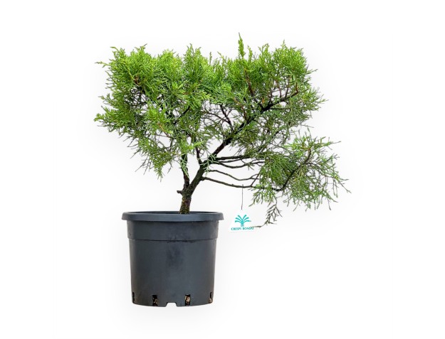 Juniperus Chinensis - Juniper - van 46 tot 50 cm