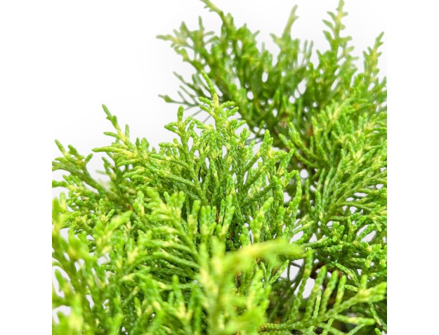 Juniperus Chinensis - Wacholder - von 46 bis 50 cm 2