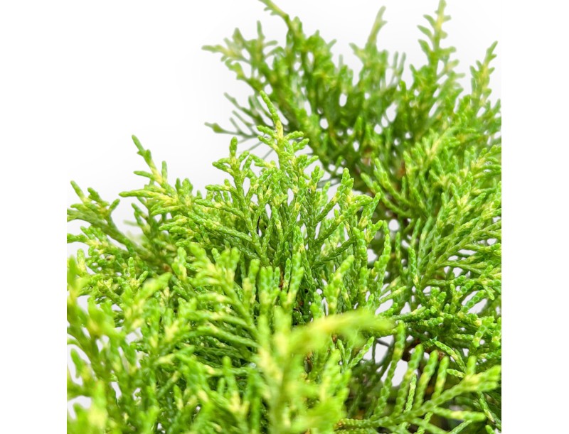 Juniperus Chinensis - Ginepro - da 46 a 50 cm