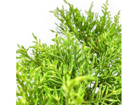 Juniperus Chinensis - Ginepro - da 46 a 50 cm
