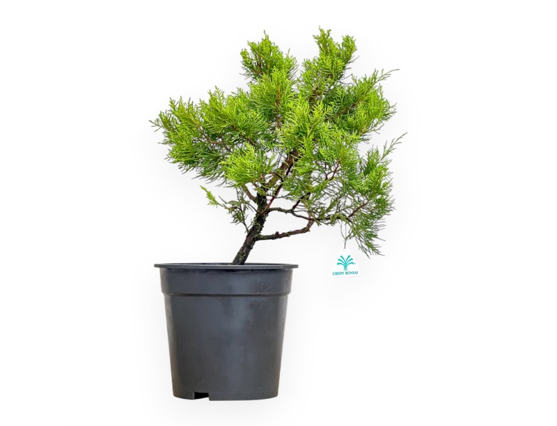 Juniperus Chinensis - Wacholder - von 46 bis 50 cm