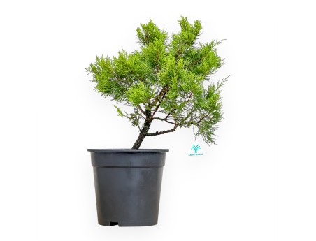 Juniperus Chinensis - Juniper - from 46 to 50 cm