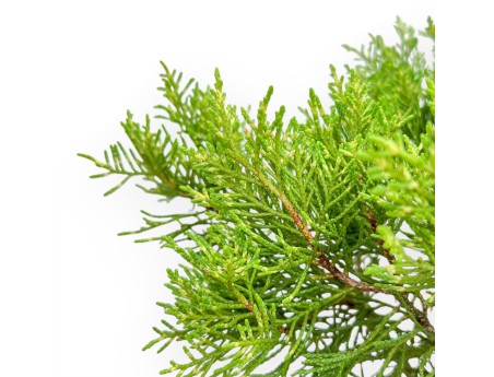 Juniperus Chinensis - Ginepro - da 46 a 50 cm