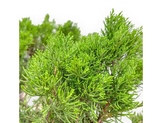 Juniperus Media Mint Julep - Juniper - 67 cm 2