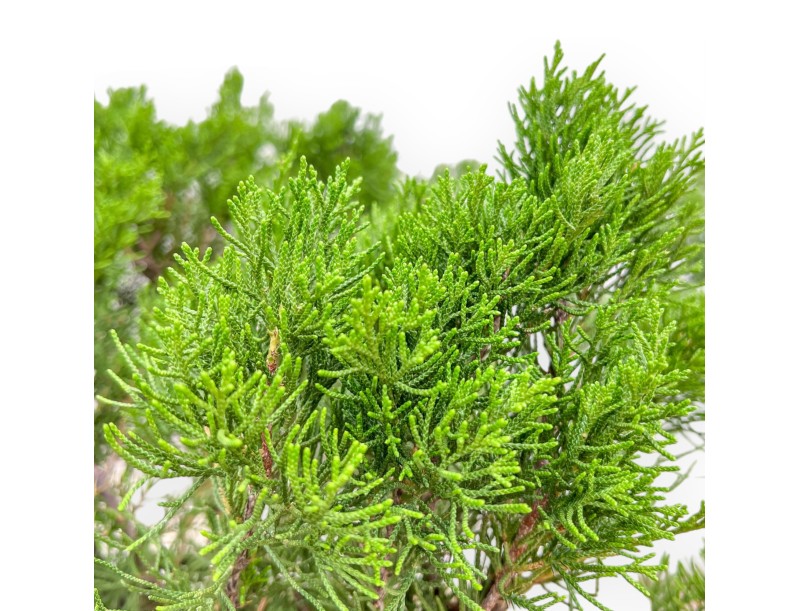 Juniperus Media Mint Julep - Ginepro - 67 cm