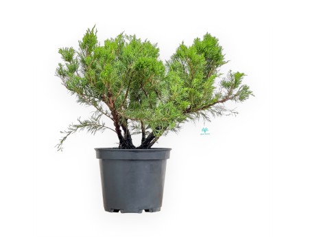 Juniperus Media Mint Julep - Ginepro - 67 cm