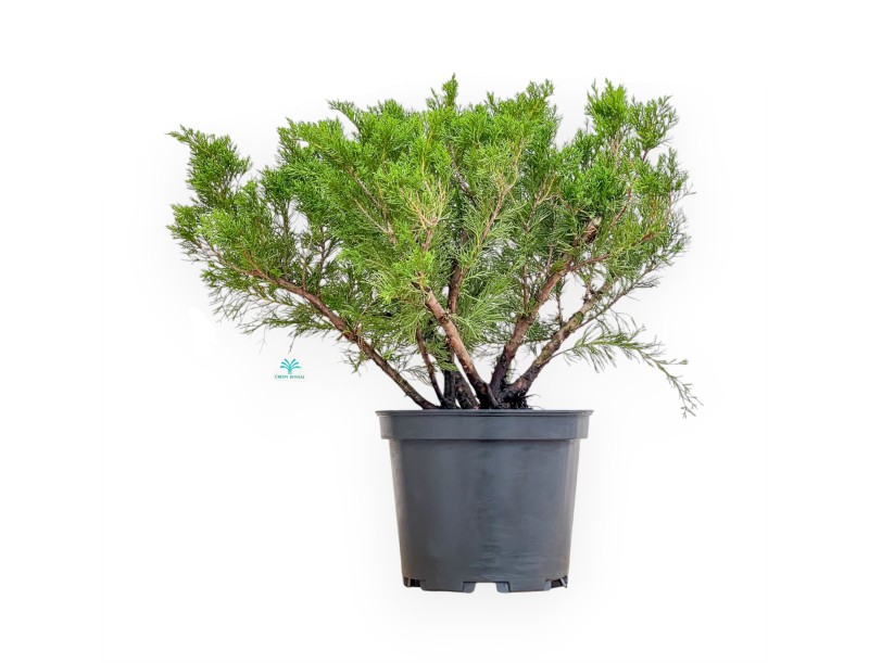 Juniperus Media Mint Julep - Ginepro - 67 cm