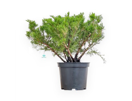 Juniperus Media Mint Julep - Ginepro - 67 cm