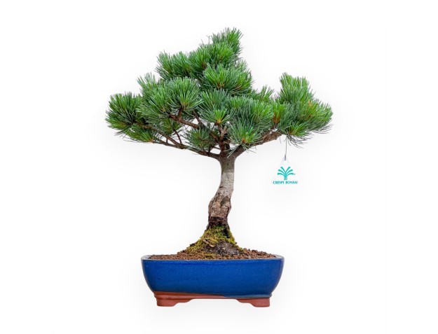 Pinus Pentaphylla - Den - 41 cm