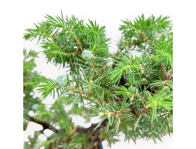 Juniperus Rigida - Genévrier - 36 cm 2