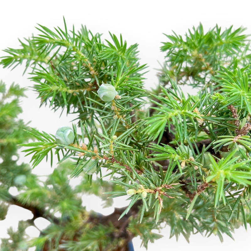 Juniperus Rigida - Ginepro - 36 cm