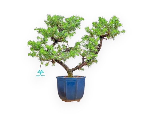 Juniperus Rigida - Juniper - 36 cm
