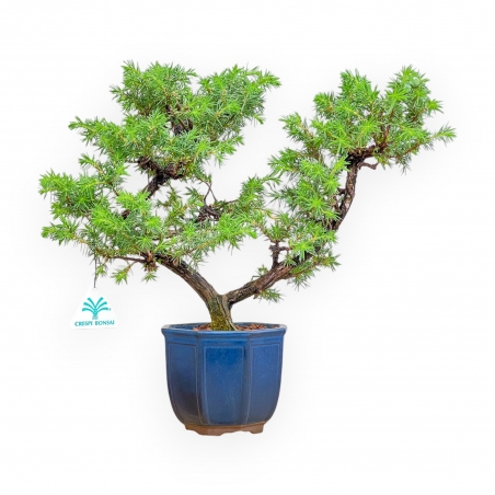 Juniperus Rigida - Enebro - 36 cm