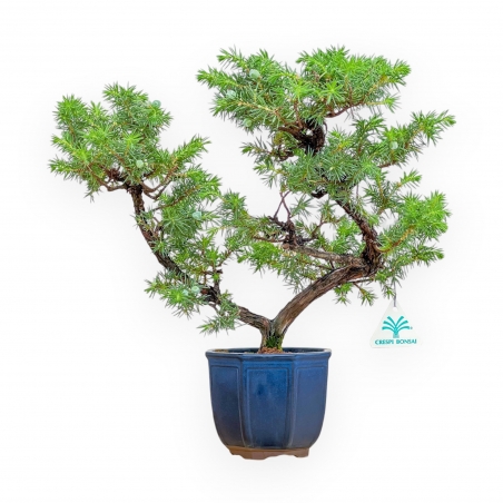 Juniperus Rigida - Ginepro - 36 cm