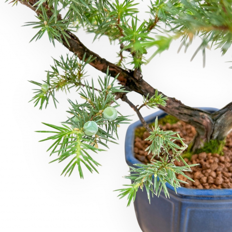 Juniperus Rigida - Ginepro - 36 cm