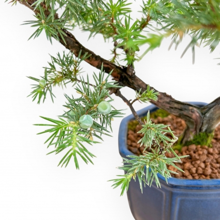 Juniperus Rigida - Enebro - 36 cm