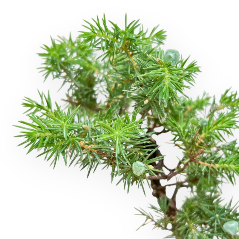 Juniperus Rigida - Enebro - 36 cm