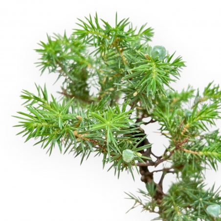 Juniperus Rigida - Enebro - 36 cm
