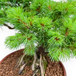 Pinus Pentaphylla Nasukomachi - Pino a cinque aghi - 36 cm