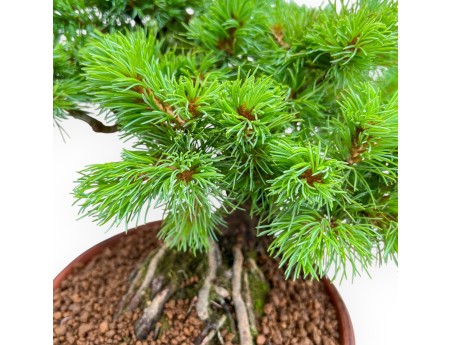 Pinus Pentaphylla Nasukomachi - Pino a cinque aghi - 36 cm