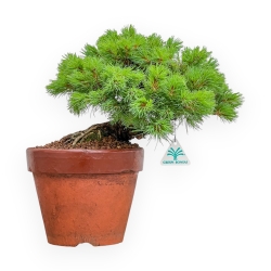 Pinus Pentaphylla Nasukomachi - Pino a cinque aghi - 36 cm