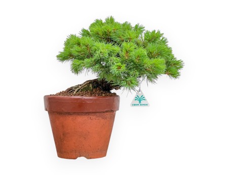 Pinus Pentaphylla Nasukomachi - Pino a cinque aghi - 36 cm
