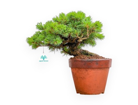 Pinus Pentaphylla Nasukomachi - Pino a cinque aghi - 36 cm