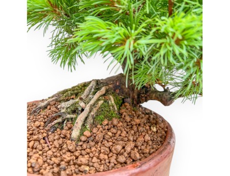 Pinus Pentaphylla Nasukomachi - Pino a cinque aghi - 36 cm