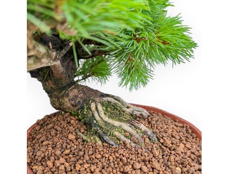 Pinus Pentaphylla Nasukomachi - Pino a cinque aghi - 36 cm